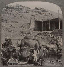 Camel train from Jerash, watering at the Fountain of Elisha c1900