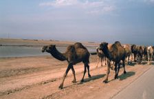 Camel train travelling on a Road alongside the Euphrates near Nasiriya, Iraq, 1977. Creator: Vivienne Sharp