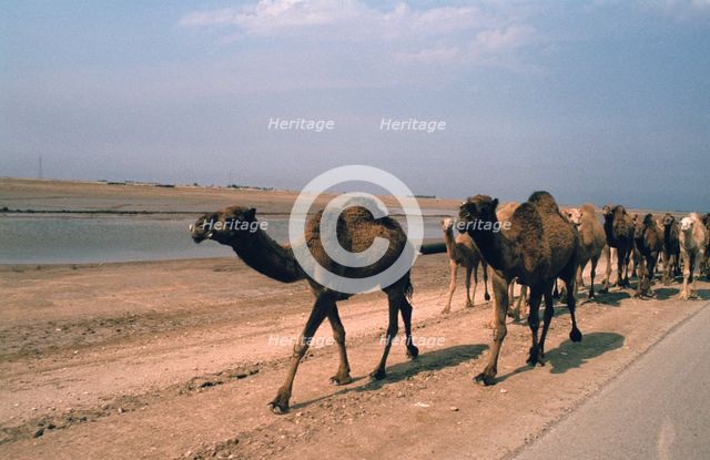 Camel train travelling on a Road alongside the Euphrates near Nasiriya, Iraq, 1977. Creator: Vivienne Sharp.