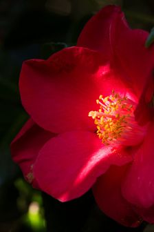 Camelia flower in the gardens of Shute House, Donhead St Mary, Wiltshire, 2019. Creator: James O Davies