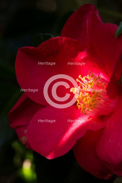Camelia flower in the gardens of Shute House, Donhead St Mary, Wiltshire, 2019. Creator: James O Davies.