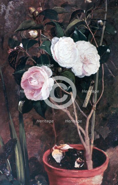 'Camelias', 19th century. Artist: Antonio Costa