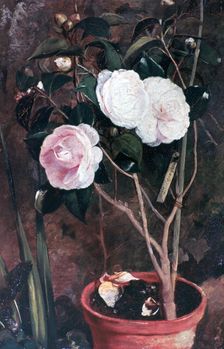 Camelias 19th century. Artist: Antonio Costa