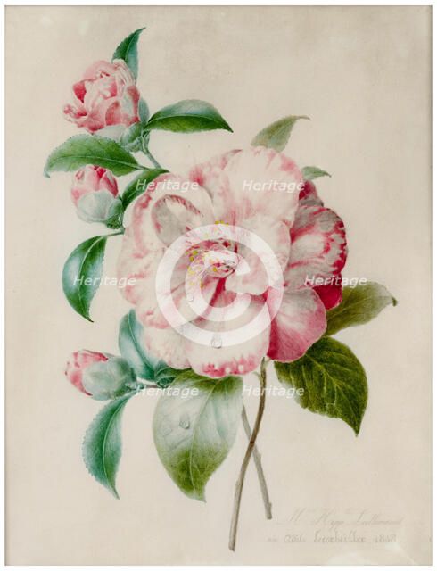 Camellia branch, 1848. Creator: Lallemand, Adélaïde (1817-1883).