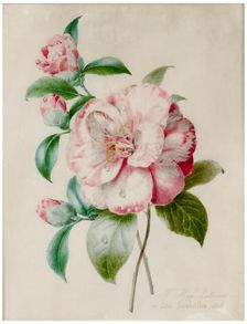 Camellia branch, 1848. Creator: Lallemand, Adélaïde (1817-1883)