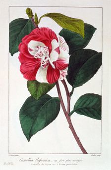 Camellia Japonica, pub. 1836. Creator: Panacre Bessa (1772-1846)