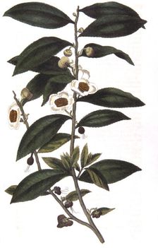 Camellia sinensis - tea plant, 1823