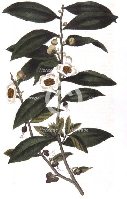 Camellia sinensis - tea plant, 1823. Artist: Unknown