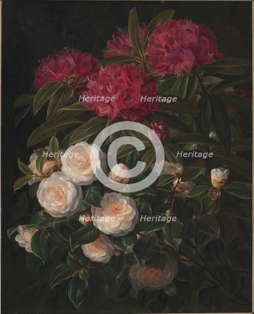 Camellias and rhododendrons, 1852. Creator: Johan Laurentz Jensen.