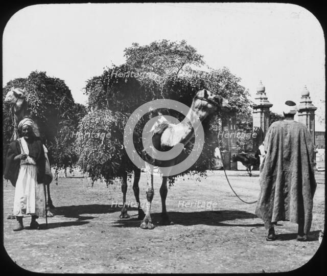 Camels carrying fodder, Egypt, c1890.  Artist: Newton & Co