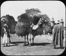 Camels carrying fodder, Egypt, c1890. Artist: Newton & Co