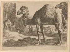 Camels. Creator: Herman van Swanevelt