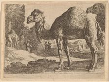 Camels. Creator: Herman van Swanevelt