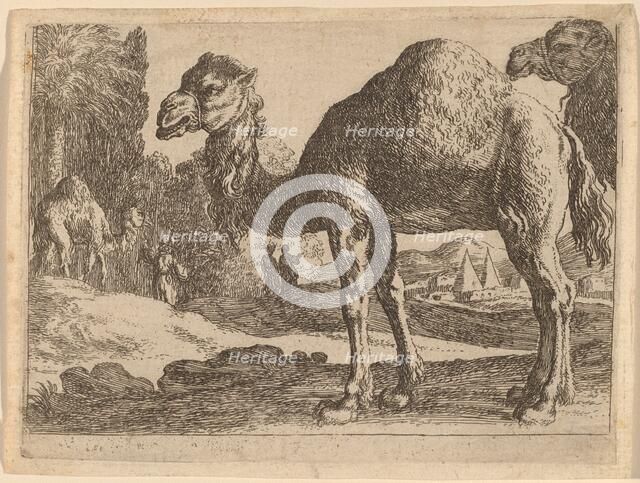 Camels. Creator: Herman van Swanevelt.