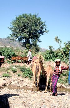 Camels drinking at Wadi Dhabab, Yemen. Creator: Vivienne Sharp
