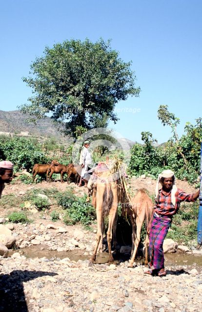 Camels drinking at Wadi Dhabab, Yemen. Creator: Vivienne Sharp.