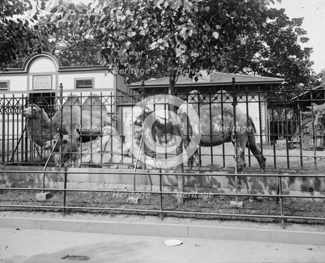 Camels in Central Park Zoo, New York, between 1900 and 1905. Creator: Unknown.