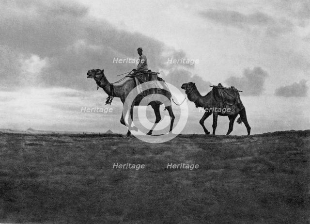 Camels in the desert outside Cairo, Egypt, c1920s. Artist: Unknown