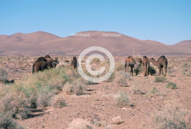 Camels, Trans Atlas road, Morocco. Creator: Vivienne Sharp.