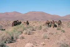 Camels, Trans Atlas road, Morocco. Creator: Vivienne Sharp
