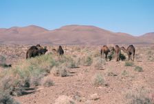 Camels, Trans Atlas road, Morocco. Creator: Vivienne Sharp