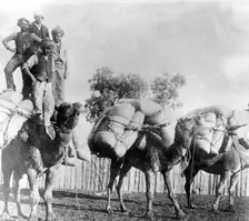 Camels with loads of goods, Wilcannia region New South Wales. Creator: Unknown