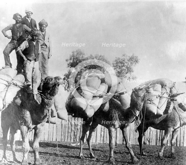 Camels with loads of goods, Wilcannia region New South Wales. Creator: Unknown.