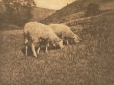 Camera Work: Sheep, 1906. Creator: Professor Hans Watzek