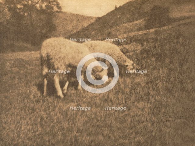 Camera Work: Sheep, 1906. Creator: Professor Hans Watzek.