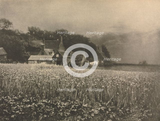 Camera Work: The Onion Field - 1890, 1890. Creator: George Davison.