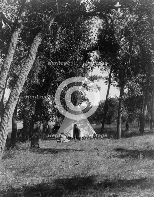 Camp in the cottonwoods-Cheyenne, c1910. Creator: Edward Sheriff Curtis.