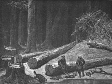'Camp in a Pine Forest; A Naturalist's Excursion in Wisconsin 1875. Creator: Unknown