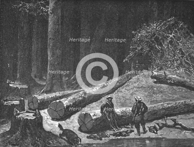 ''Camp in a Pine Forest; A Naturalist's Excursion in Wisconsin', 1875. Creator: Unknown.