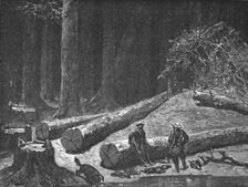 'Camp in a Pine Forest; A Naturalist's Excursion in Wisconsin 1875. Creator: Unknown