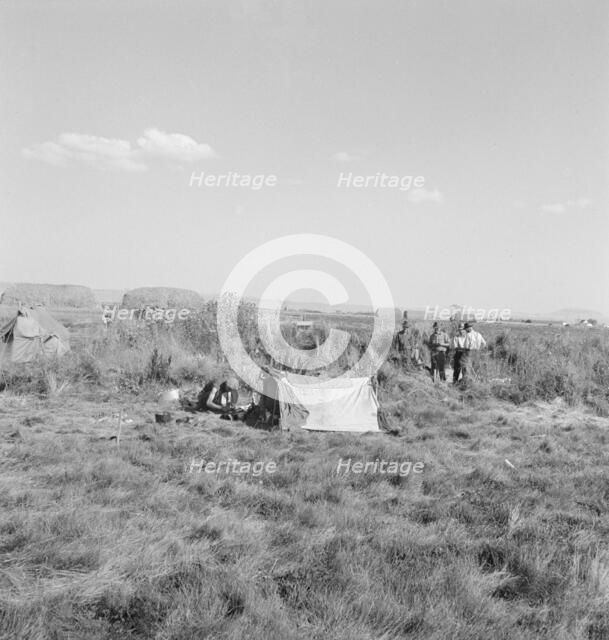 Camp of single men, Tulelake, Siskiyou County, California, 1939. Creator: Dorothea Lange.