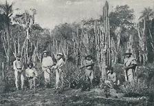 Campos 1895. Artist: Francisco Henszler