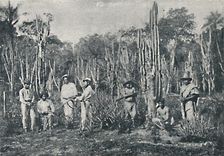 Campos 1895. Artist: Francisco Henszler