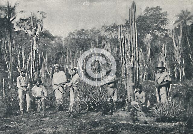 'Campos', 1895. Artist: Francisco Henszler.