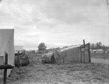 Camps of migrant pea workers, California, 1936. Creator: Dorothea Lange