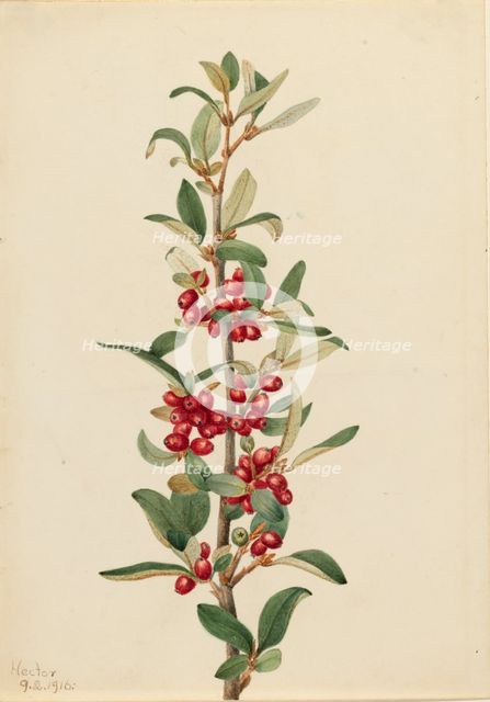 Canada Buffaloberry (Lepargyrea canadensis), 1916. Creator: Mary Vaux Walcott.