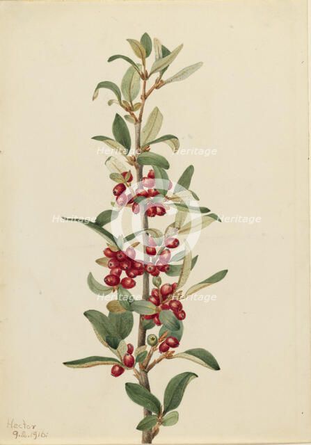 Canada Buffaloberry (Lepargyrea canadensis), 1916. Creator: Mary Vaux Walcott.