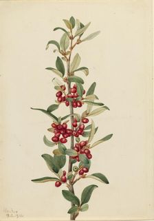 Canada Buffaloberry (Lepargyrea canadensis), 1916. Creator: Mary Vaux Walcott