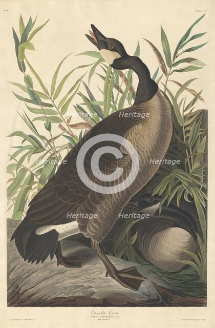 Canada Goose, 1834. Creator: Robert Havell.