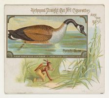 Canada Goose, from the Game Birds series (N40) for Allen & Ginter Cigarettes, 1888-90. Creator: Allen & Ginter