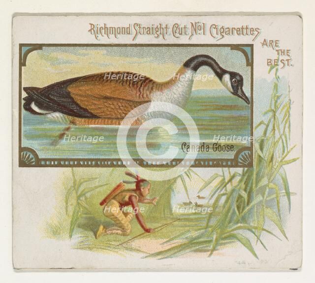 Canada Goose, from the Game Birds series (N40) for Allen & Ginter Cigarettes, 1888-90. Creator: Allen & Ginter.