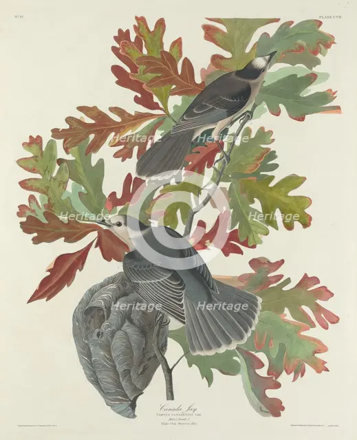 Canada Jay, 1831. Creator: Robert Havell.