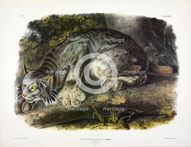 Canada Lynx, Lynx Canadensis, 1845.