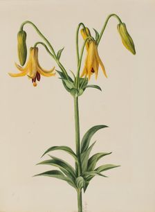 Canada Lily (Lilium canadense), 1878. Creator: Mary Vaux Walcott