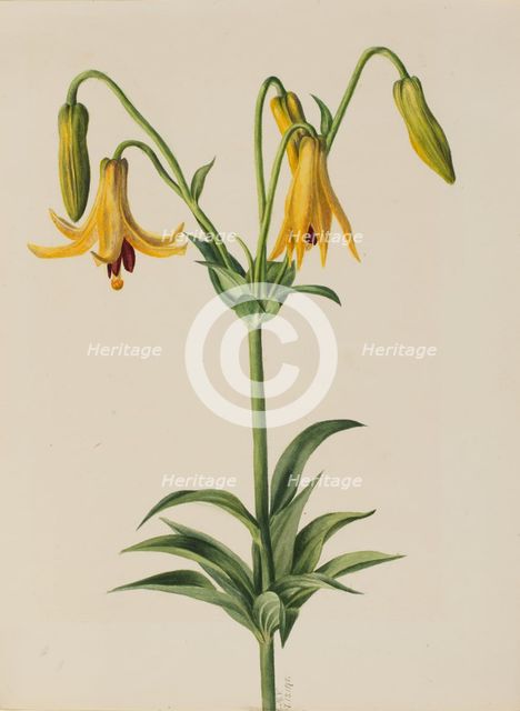 Canada Lily (Lilium canadense), 1878. Creator: Mary Vaux Walcott.