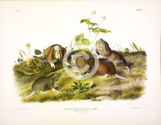 Canada Pouched Rat, Pseudostoma Bursarius, 1845.